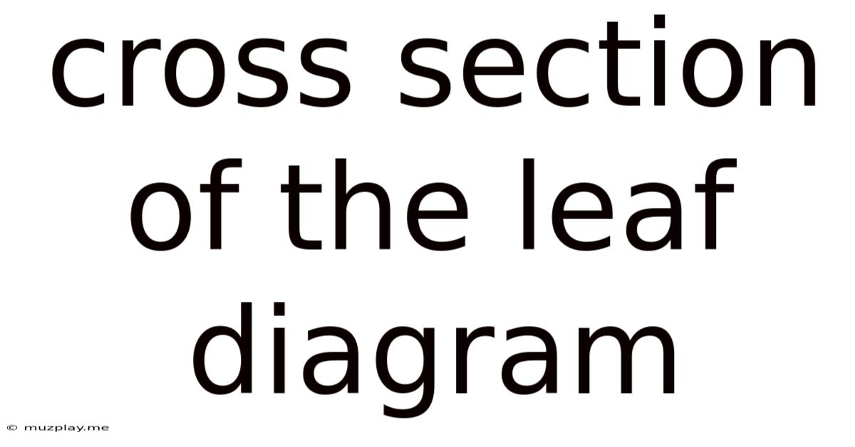 Cross Section Of The Leaf Diagram