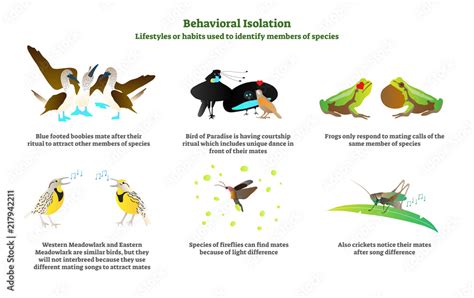 Definition Of Behavioral Isolation In Biology