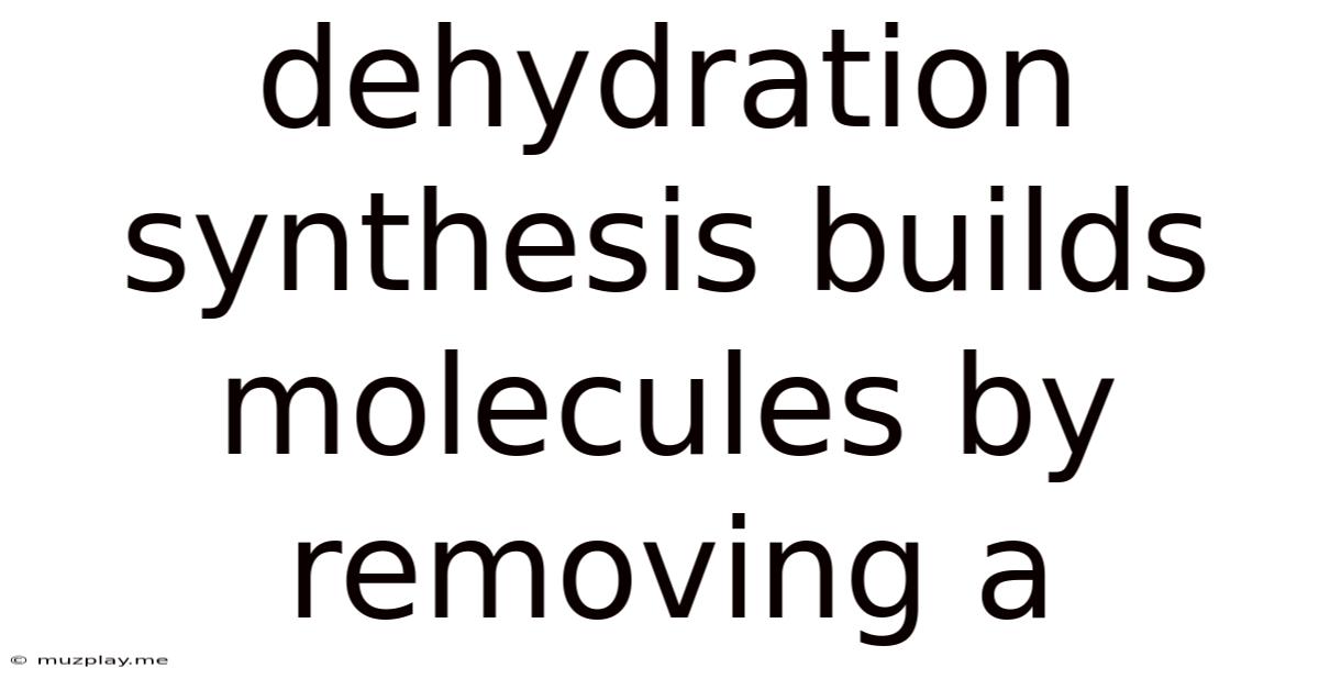 Dehydration Synthesis Builds Molecules By Removing A
