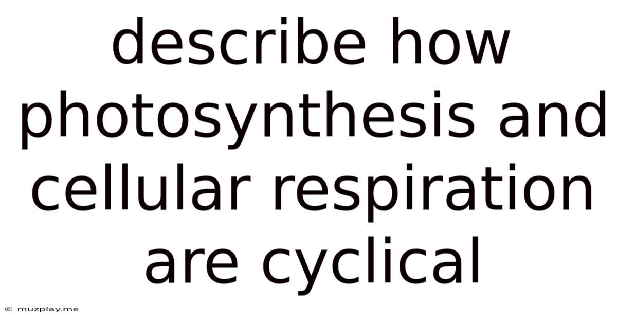 Describe How Photosynthesis And Cellular Respiration Are Cyclical