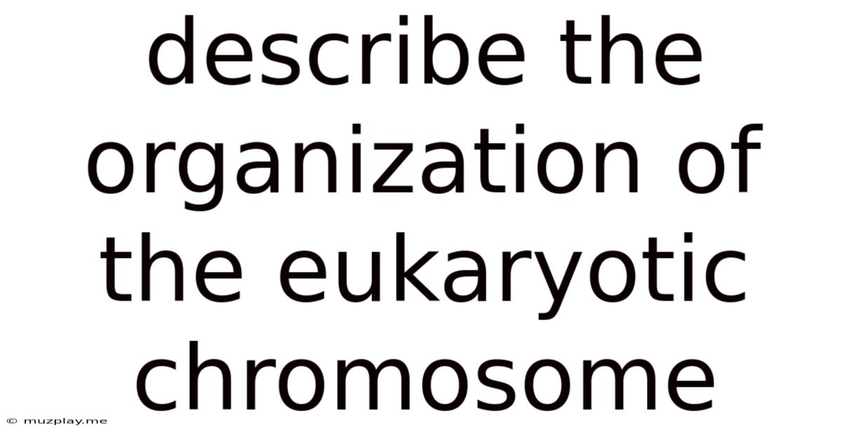 Describe The Organization Of The Eukaryotic Chromosome