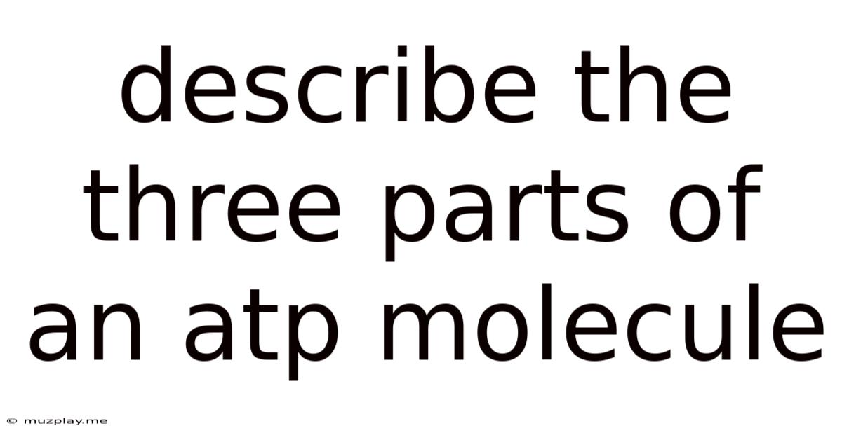 Describe The Three Parts Of An Atp Molecule