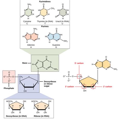 Describe The Three Structural Components Of An Rna Nucleotide Monomer.