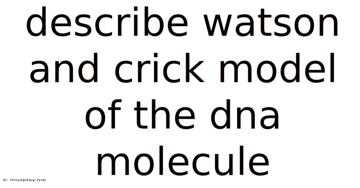 Describe Watson And Crick Model Of The Dna Molecule