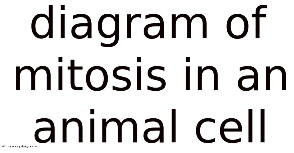 Diagram Of Mitosis In An Animal Cell