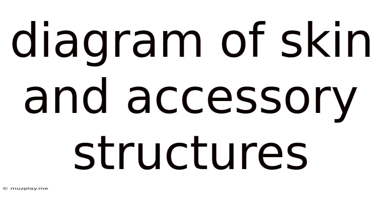 Diagram Of Skin And Accessory Structures