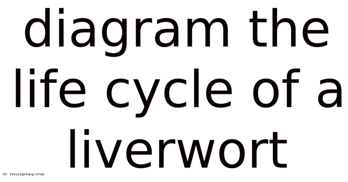 Diagram The Life Cycle Of A Liverwort