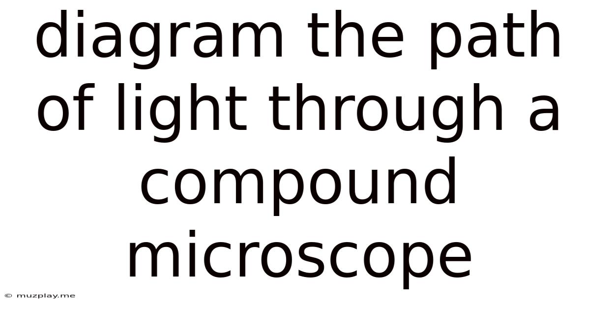 Diagram The Path Of Light Through A Compound Microscope