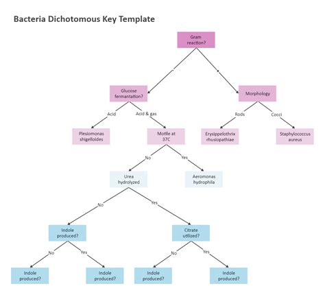 Dichotomous Key For Gram Negative Bacteria