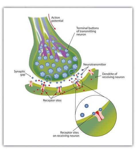 Difference Between Synapse And Button Terminal