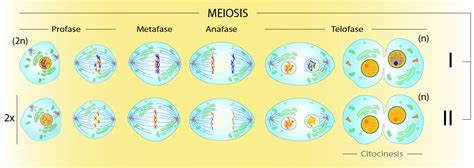 Difference In Meiosis 1 And 2