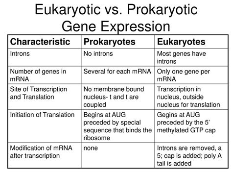 Differences Between Eukaryotic And Prokaryotic Gene Expression