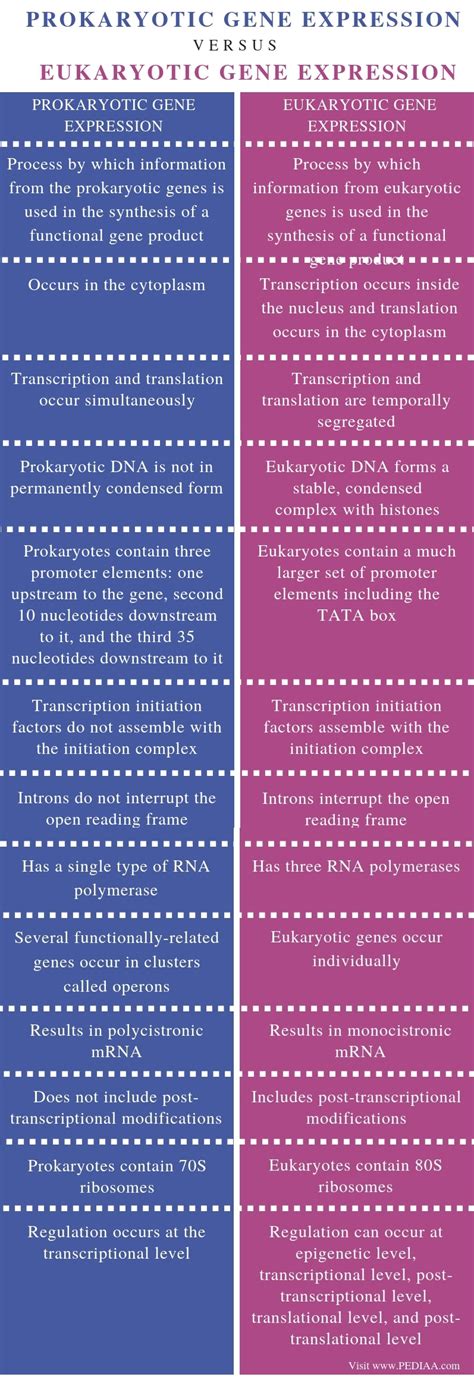 Differences In Gene Expression Between Prokaryotes And Eukaryotes