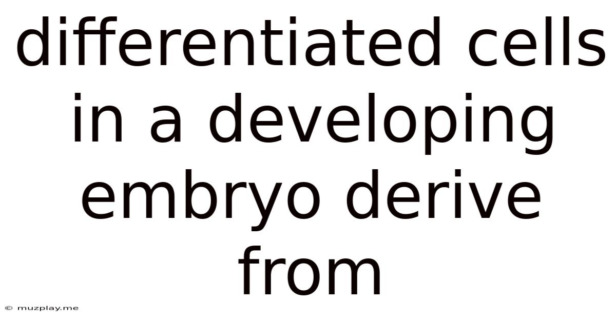 Differentiated Cells In A Developing Embryo Derive From