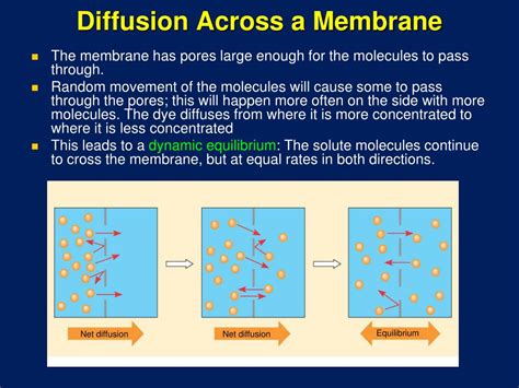 Diffusion Across A Biological Membrane Is Called