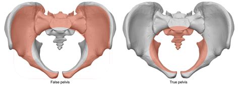 Distinguish The True Pelvis From The False Pelvis