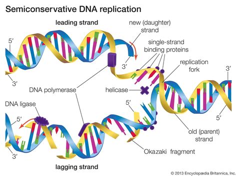 Dna Serves As A Template For The Synthesis Of