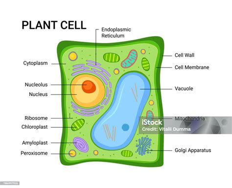 Do All Plant Cells Have Mitochondria