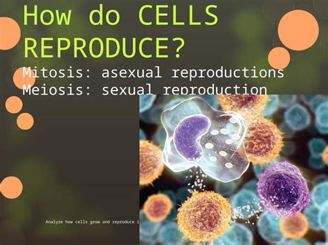 Do Cells Reproduce Sexually Or Asexually