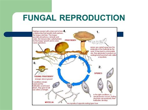 Do Fungi Reproduce Asexually Or Sexually