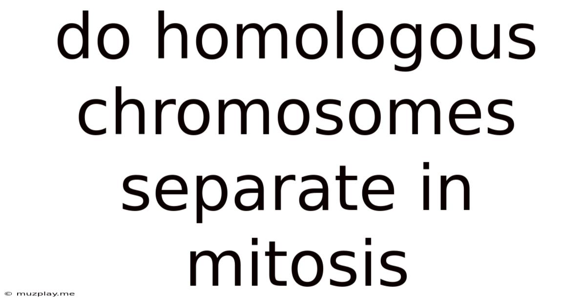 Do Homologous Chromosomes Separate In Mitosis