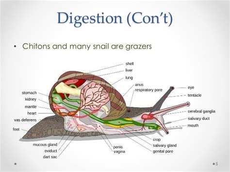 Do Mollusks Have A Complete Digestive System