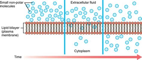 Do Nonpolar Molecules Need A Transport Protein