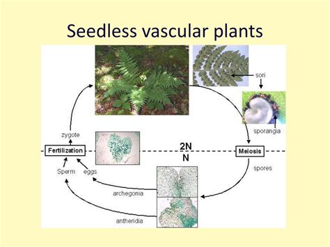 Do Seedless Vascular Plants Have Vascular Tissue