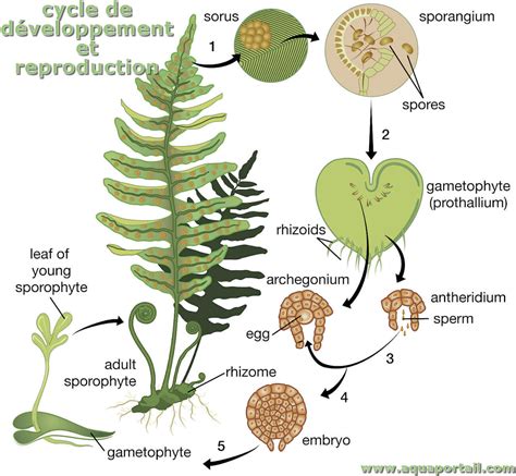 Do The Spores Belong To The Gametophyte Or Sporophyte Generation