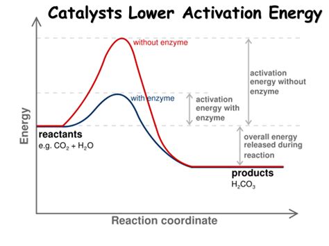 Does A Catalyst Lower Activation Energy