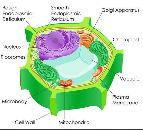 Does A Plant Cell Have Endoplasmic Reticulum