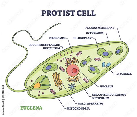 Does A Protist Cell Have A Nucleus