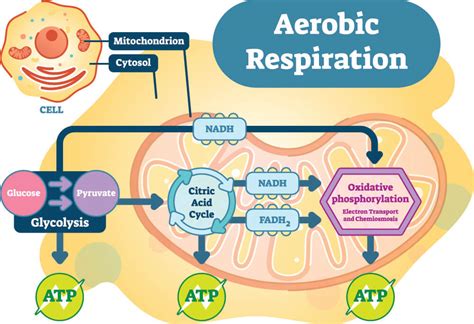 Does Aerobic Or Anaerobic Produce More Atp