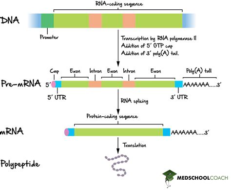 Does Rna Processing Occur In Prokaryotes