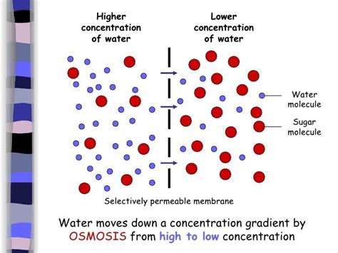 Does Water Go From High To Low Concentration