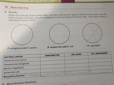 Draw Cells From The Gram Stained Slide