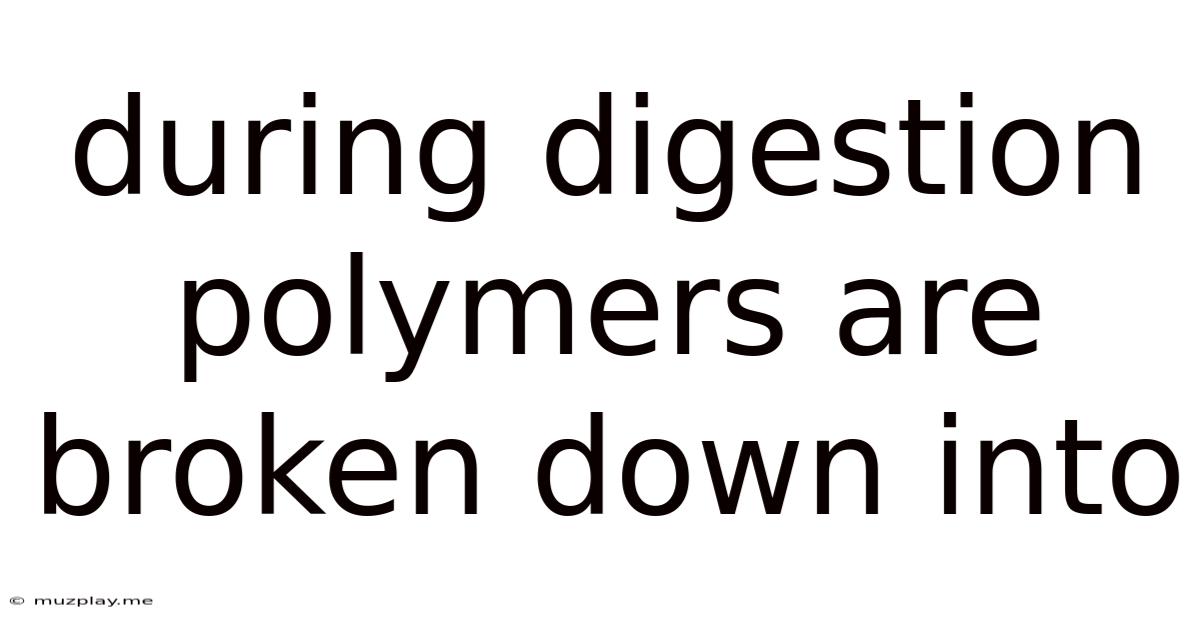 During Digestion Polymers Are Broken Down Into