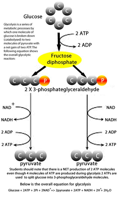 During Glycolysis Glucose Is Broken Down Into