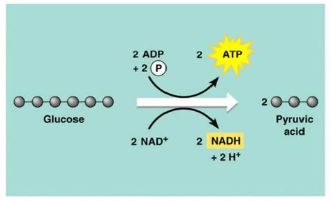 During Glycolysis Glucose Is Split Into Two Molecules Of