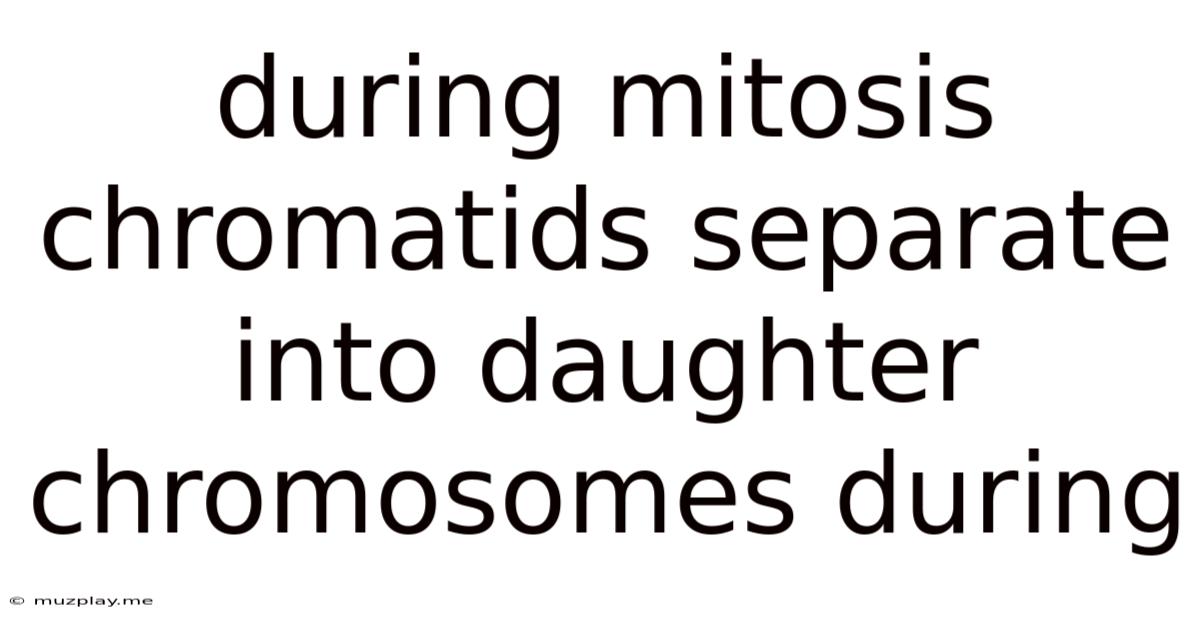During Mitosis Chromatids Separate Into Daughter Chromosomes During