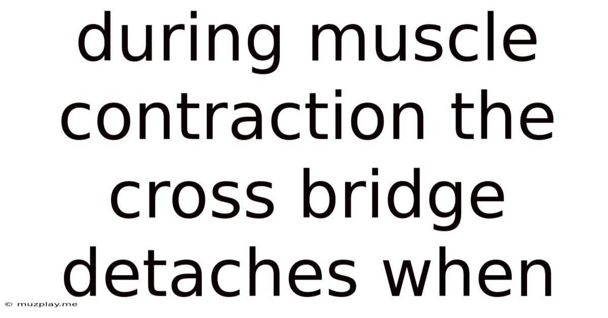 During Muscle Contraction The Cross Bridge Detaches When