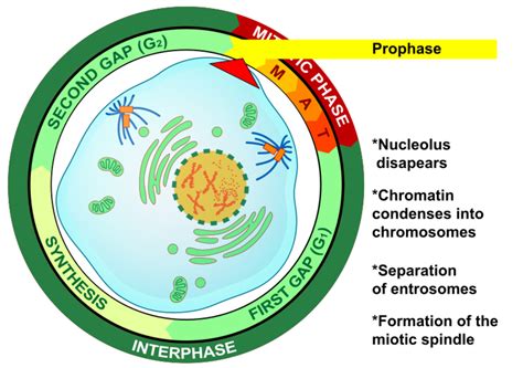 During Prophase Dna Condenses Into X Shaped Structures Called