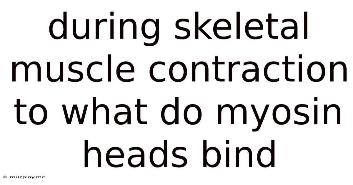 During Skeletal Muscle Contraction To What Do Myosin Heads Bind