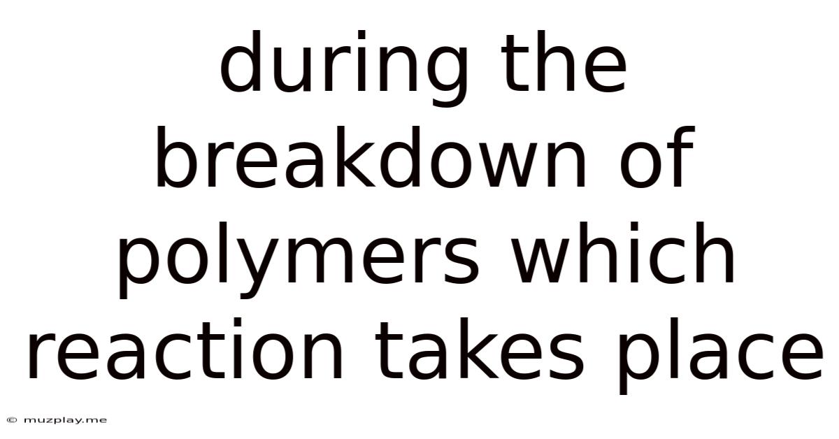 During The Breakdown Of Polymers Which Reaction Takes Place