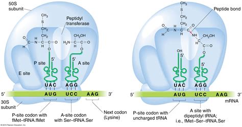 During Translation The Peptide Bond Formation Is Catalyzed By