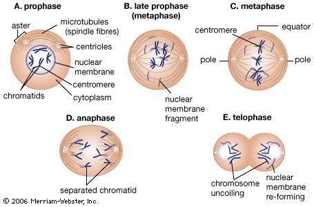 During What Phase Of Mitosis Do Centromeres Divide