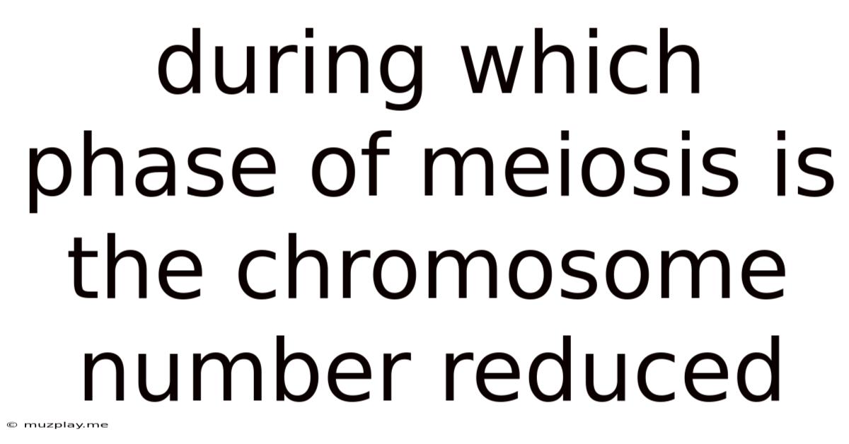 During Which Phase Of Meiosis Is The Chromosome Number Reduced