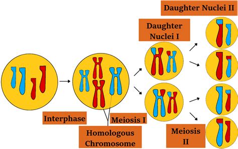 During Which Process Is Chromosome Number Reduced