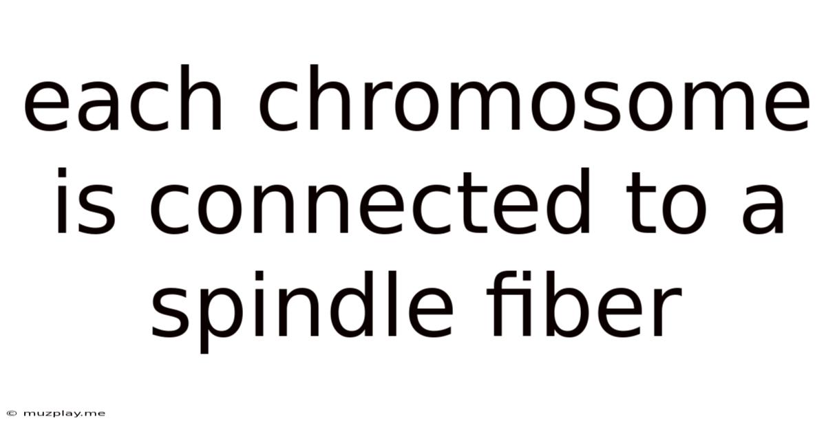 Each Chromosome Is Connected To A Spindle Fiber