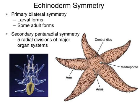 Echinoderms Have What Type Of Symmetry